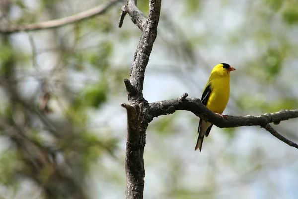 American Goldfinch Empoleirado em uma árvore — Fotografia de Stock