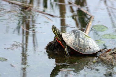 Painted Turtle Reflection clipart
