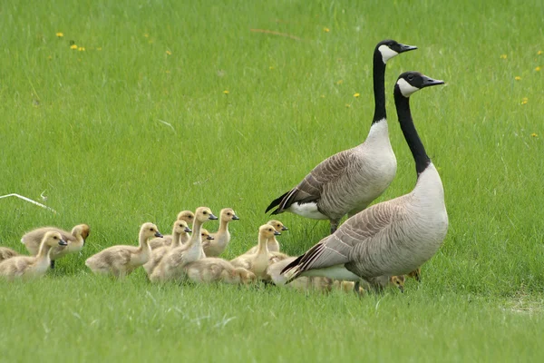 Two Adult Canada Geese with a Gaggle of Goslings — Stock Photo, Image