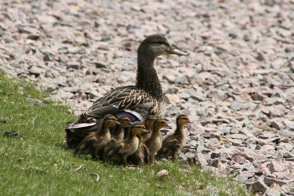 Female Mallard Duck with a Gaggle of Ducklings — Stock Photo, Image