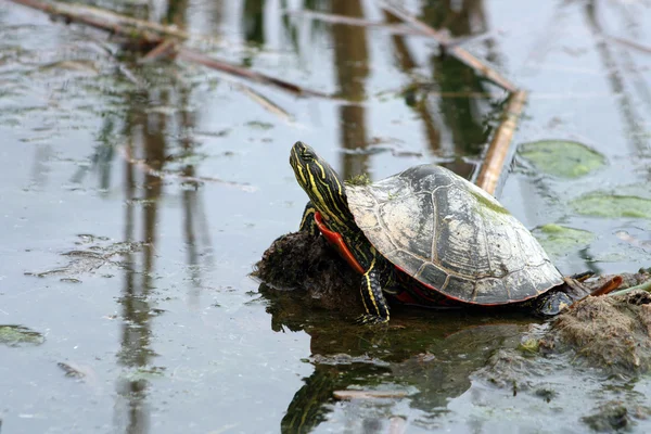 Geschilderd schildpad reflectie — Stockfoto