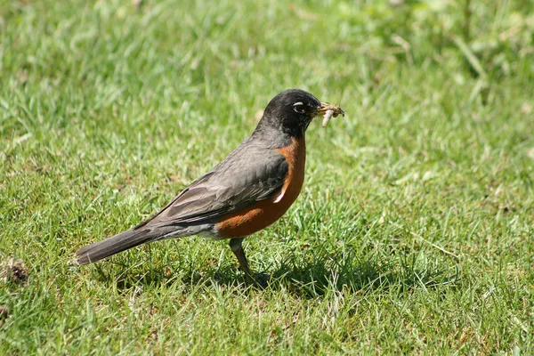 Amerikan robin solucan holding