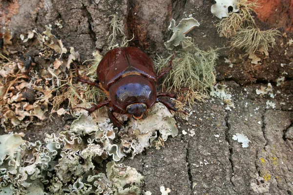 Scarabeo rinoceronte femmina sul registro — Foto Stock