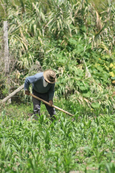 Agricultor que limpa um campo de milho — Fotografia de Stock