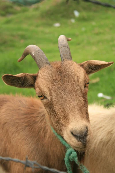 Head of a Goat — Stock Photo, Image