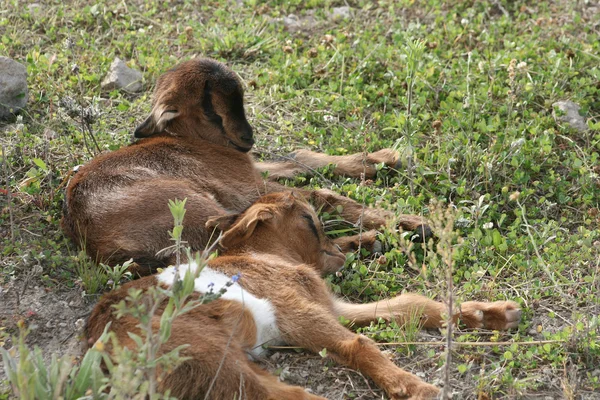 Duas cabras bebê cochilando — Fotografia de Stock