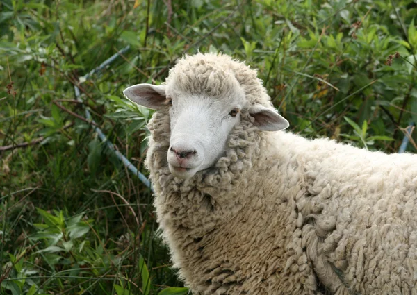 Sheep in a Pasture — Stock Photo, Image