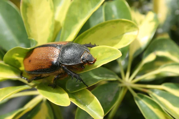 女性的犀牛甲虫 — 图库照片