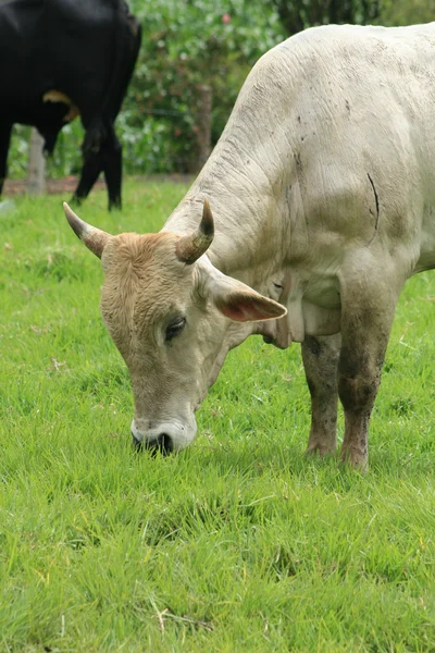 Testa di toro bianco — Foto Stock