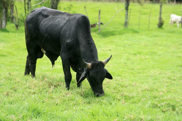 Toro nero al pascolo — Foto Stock