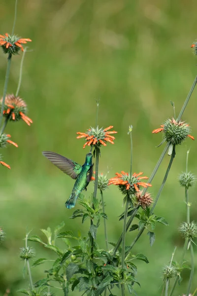 Spumeggiante Violetear Hummingbird librarsi — Foto Stock