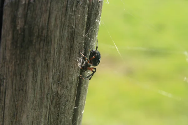 Orb Weaver Spider on a Post — Stock Photo, Image