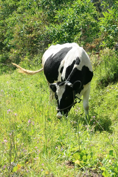 Hershey ko i alfalfa — Stockfoto