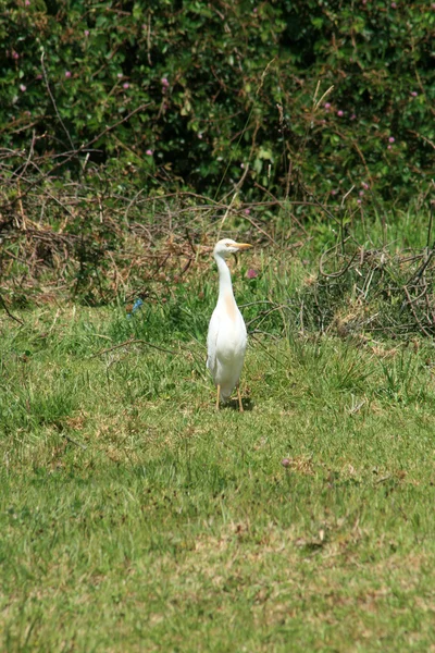 Cattle Egret in a Meadow — Stock Photo, Image