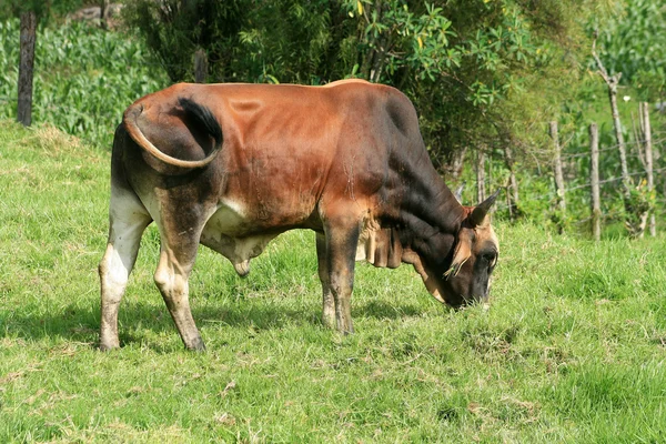 Шрамами бик — стокове фото
