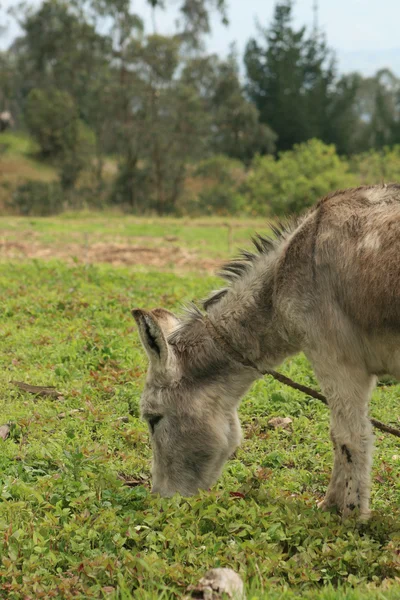 Donkey in een weide — Stockfoto