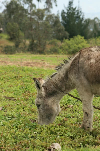 Burro em um prado — Fotografia de Stock