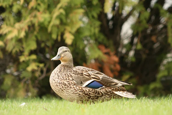 Pato real hembra — Foto de Stock