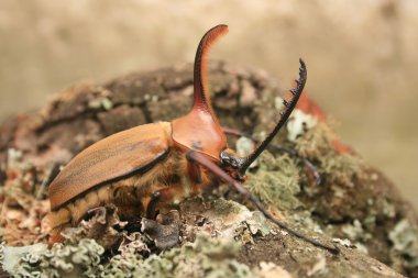 erkek rhinoceros beetle