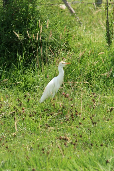 Nötkreatur Egret i ett fält — Stockfoto