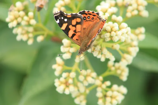 Farfalla arancione e nera — Foto Stock