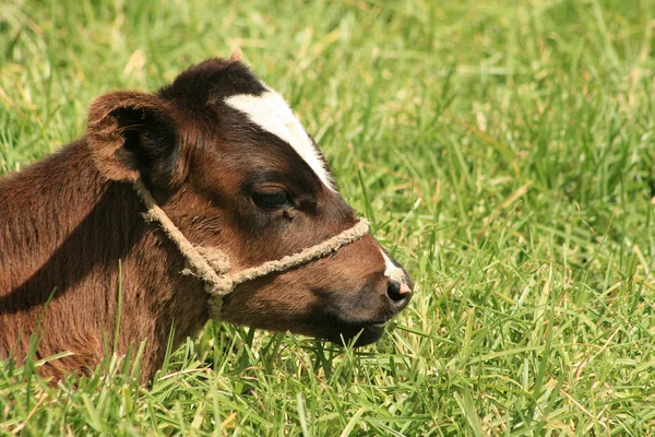 横たわっている子牛 — ストック写真