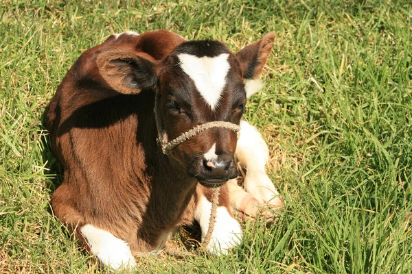 横たわっている子牛 — ストック写真