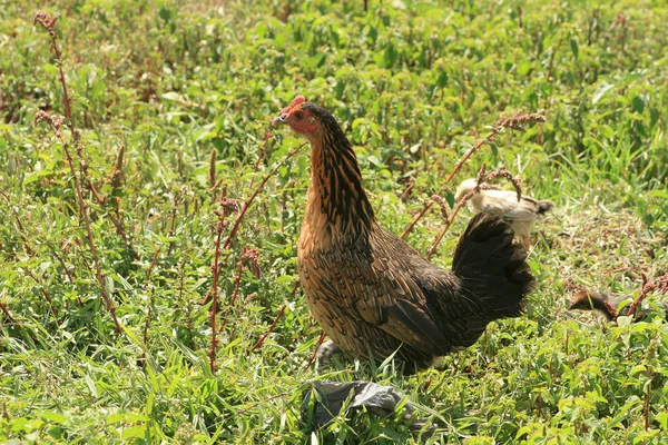 Kuře v poli — Stock fotografie