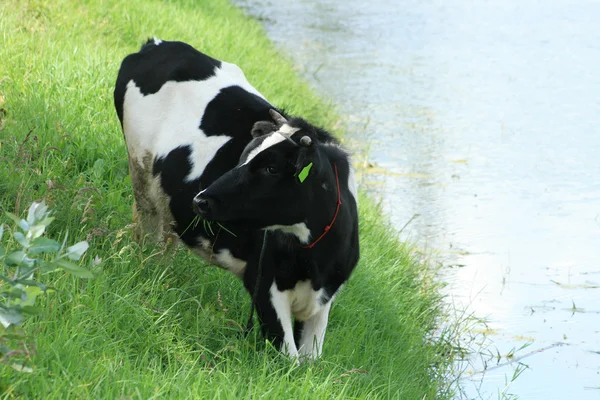 Holstein ko intill en sjö — Stockfoto