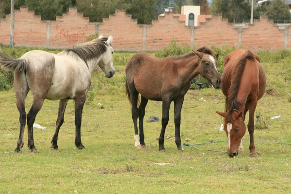 Troupeau de chevaux broutant — Photo