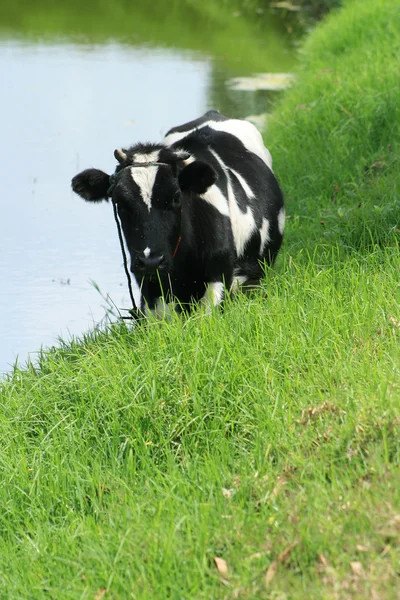 Mucca in piedi accanto a un lago — Foto Stock