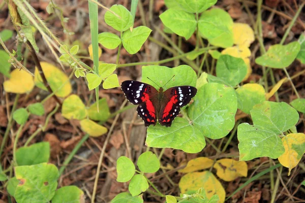 Red and Black Butterfly on a Leaf — Stock Photo, Image