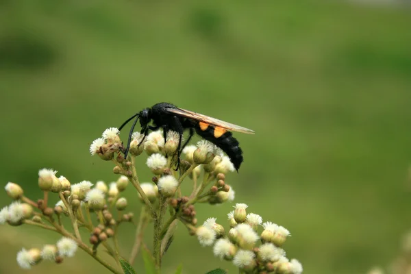 Grande abeille — Photo