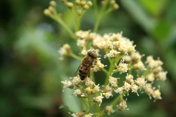 Abeille aux yeux rayés — Photo