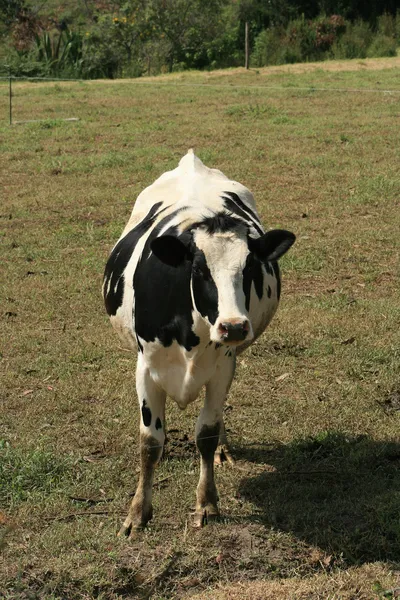 Koe in een weiland — Stockfoto