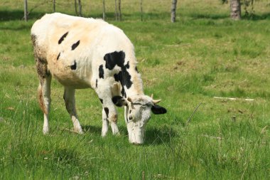 siyah-beyaz holstein otlatma