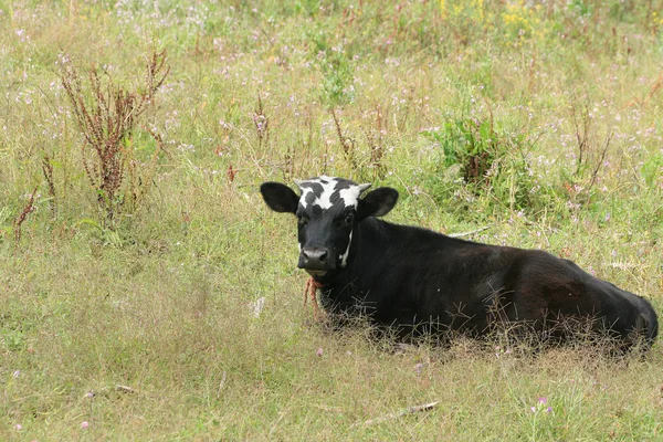 放牧草地における若い子牛 — ストック写真