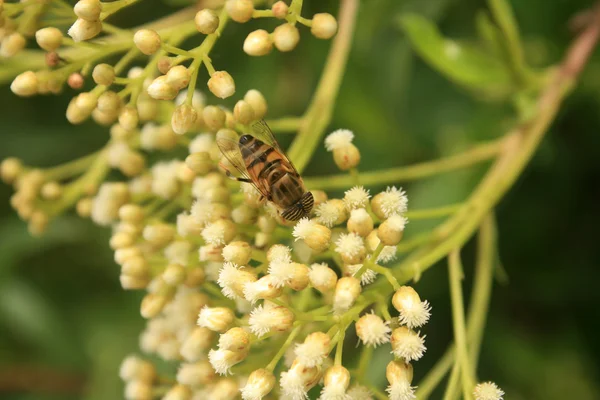 Honey Bee — Stock Photo, Image