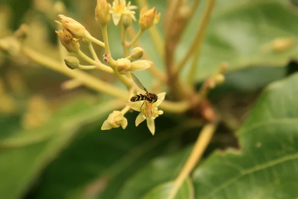 Abelha pequena em uma flor de abacate — Fotografia de Stock