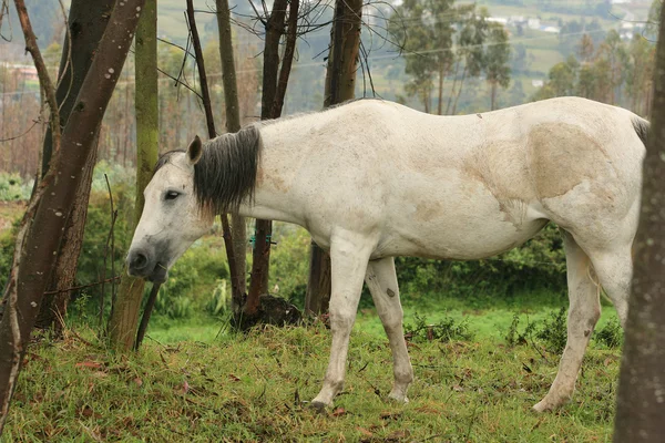 Biały koń w lesie — Zdjęcie stockowe