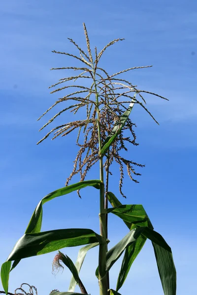 Tallo de maíz — Foto de Stock