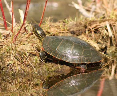 Painted Turtle Sunning Itself clipart