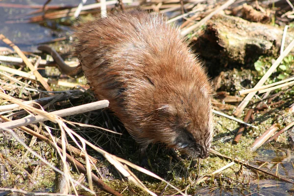 Muskusrat overschrijding van een moeras — Stockfoto