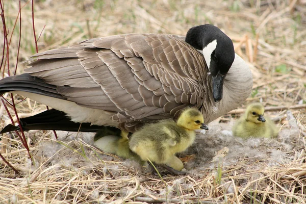 Kvinde Canada Goose med goslings - Stock-foto