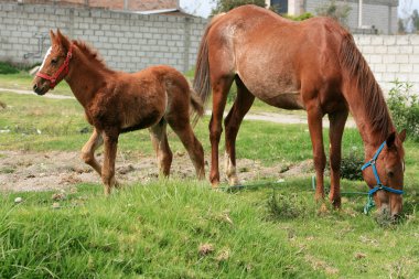 kısrak ve otlatma colt