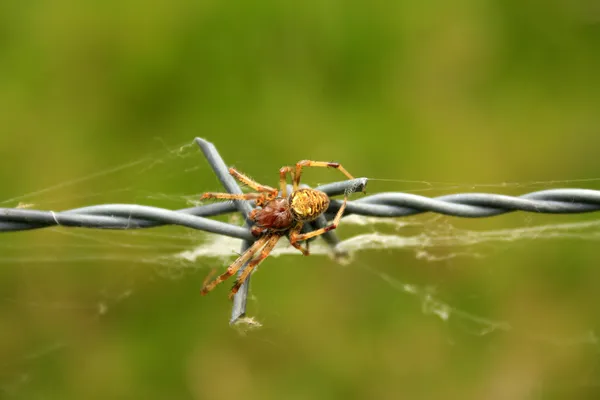 Orb Weaver Spider on a Barb — Stock Photo, Image