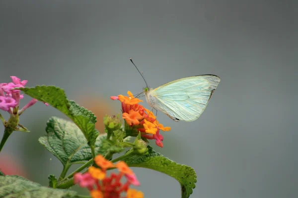 Cabbage Butterfly on Flower — Stock Photo, Image