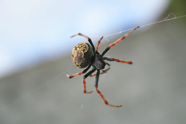 Orb Weaver Spider on Silk Web — Stock Photo, Image