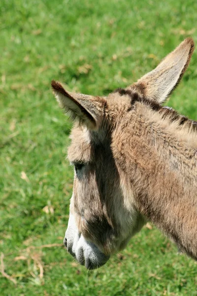 Cabeça de burro — Fotografia de Stock