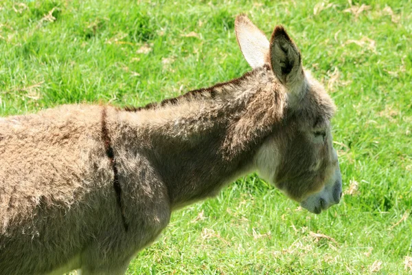 Donkey in een weiland — Stockfoto